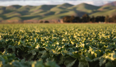 3 Ways Create Better organic With The Help Of Your Dog